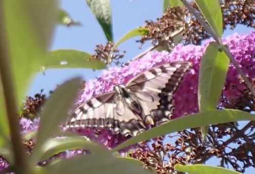 Papilio machaon